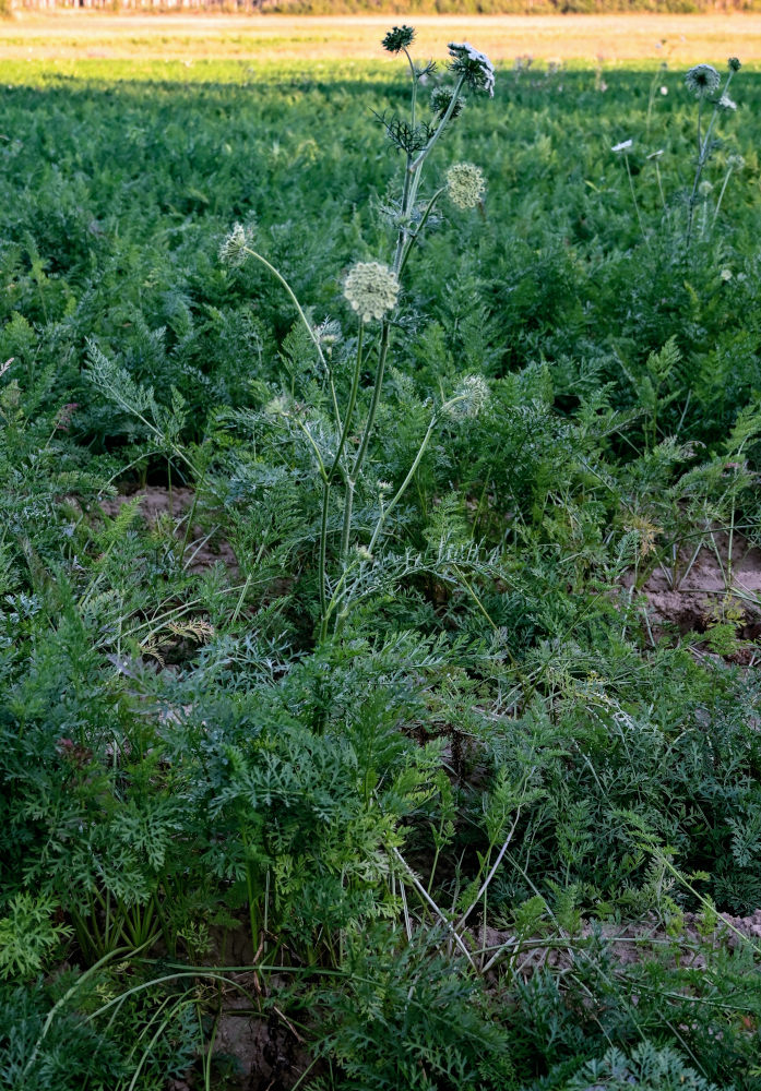 Изображение особи Daucus sativus.