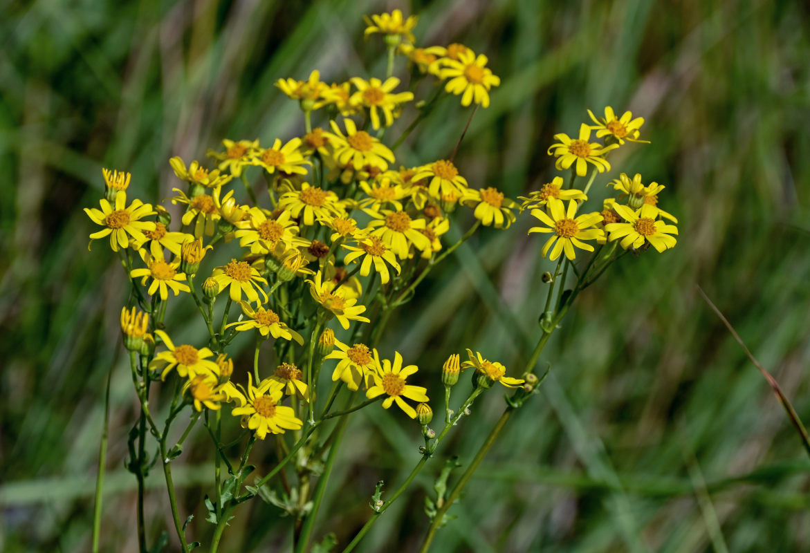 Изображение особи Senecio jacobaea.