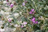 genus Oxytropis