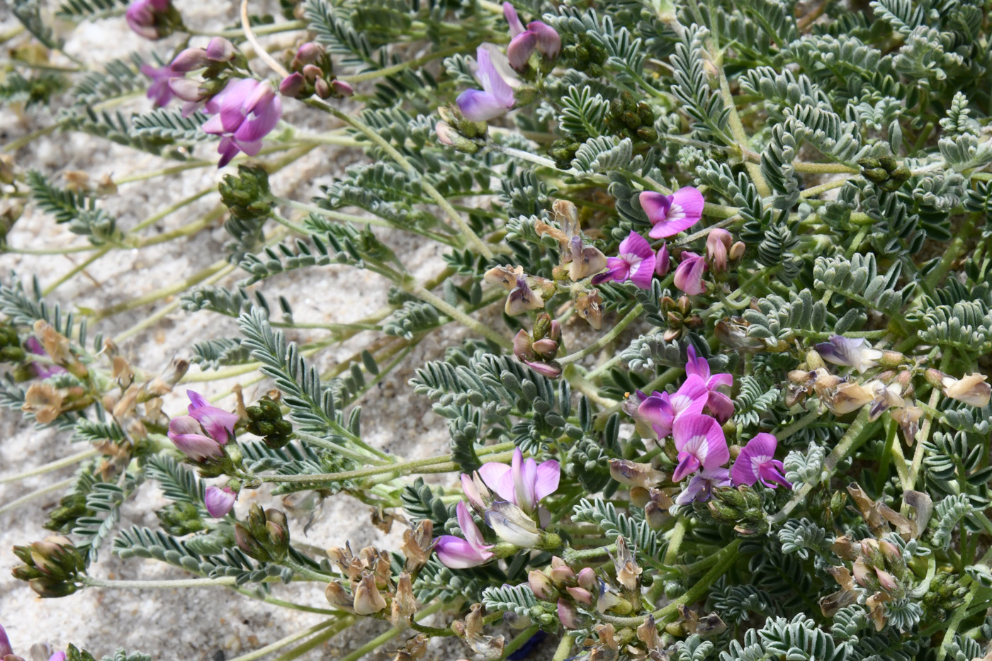 Image of genus Oxytropis specimen.