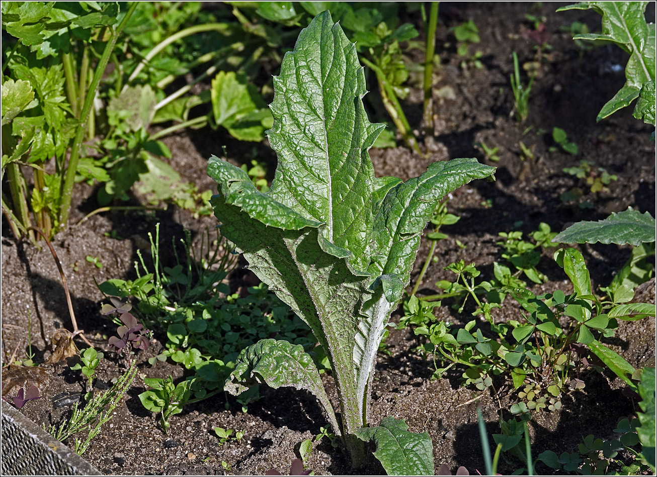 Изображение особи Cynara scolymus.