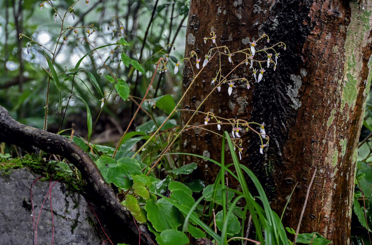 Image of Saxifraga stolonifera specimen.