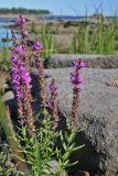 Lythrum salicaria. Верхушки побегов с соцветиями с цветками и плодами. Карелия, Ладожское озеро, о-в Валаам, каменистый берег. 08.08.2006.