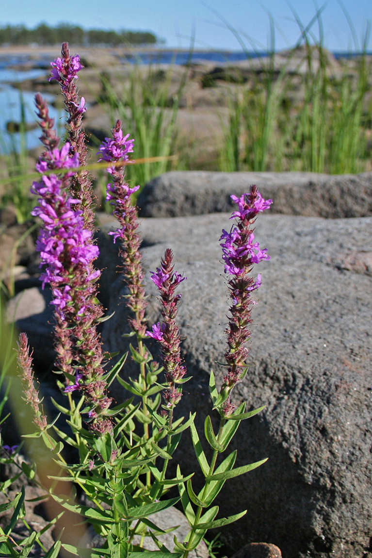 Image of Lythrum salicaria specimen.