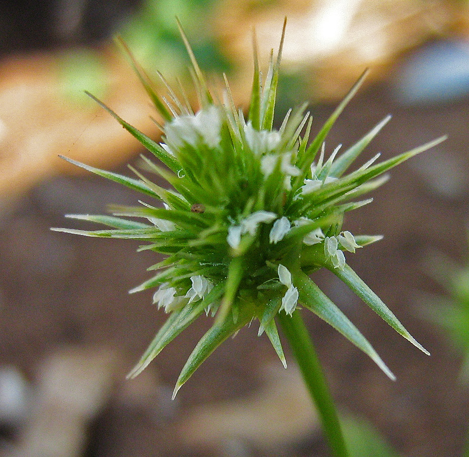 Image of Echinaria capitata specimen.