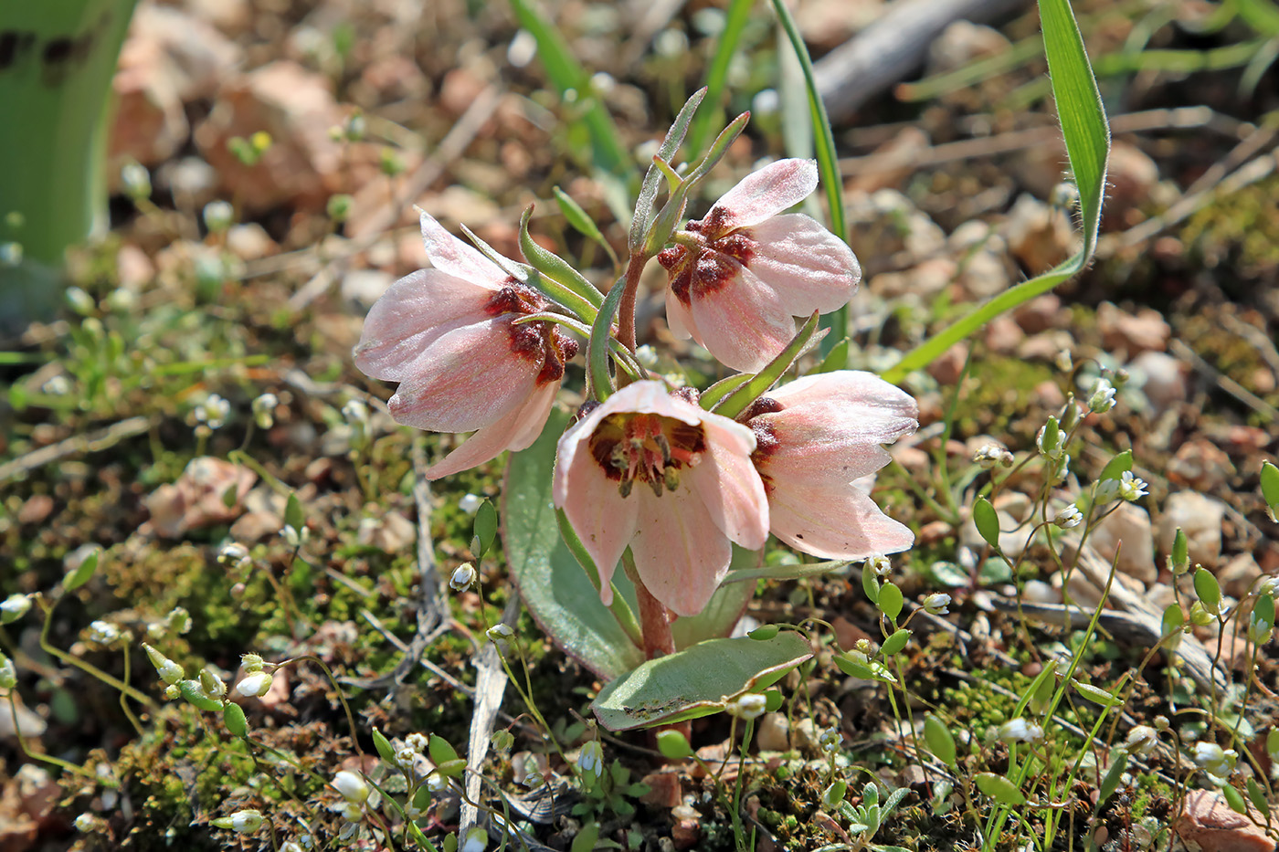 Изображение особи Fritillaria rugillosa.