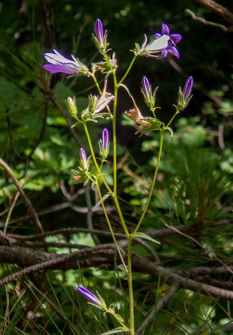 Изображение особи род Campanula.