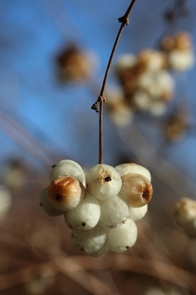 Изображение особи Symphoricarpos albus var. laevigatus.