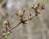 Sambucus racemosa. Ветвь с распускающимися соцветиями. Московская обл., Одинцовский р-н, г. Кубинка, луг на опушке леса. 28.04.2022.