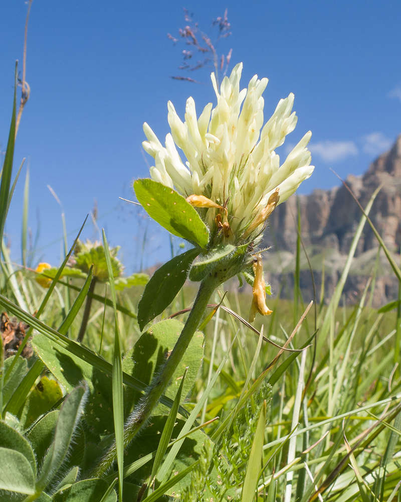 Image of Trifolium trichocephalum specimen.