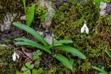 Galanthus woronowii