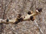 View full-size image Fraxinus mandshurica