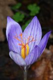 View full-size image Crocus speciosus