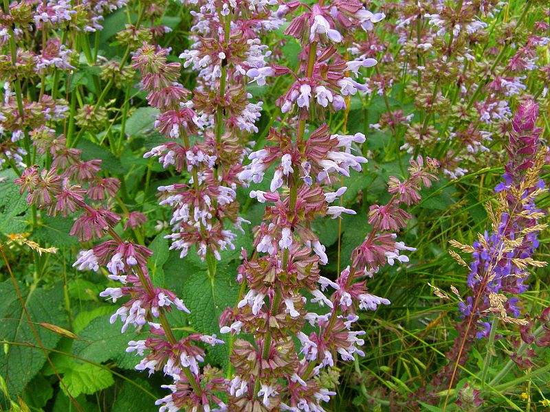 Изображение особи Salvia verticillata.