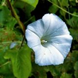 Calystegia sepium. Цветок. Чувашия, окр. г. Шумерля, Кумашкинский заказник, оз. Прорва. 26 июня 2005 г.