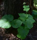 View full-size image Valeriana tiliifolia