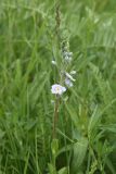 View full-size image Veronica gentianoides