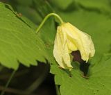 View full-size image Atragene koreana