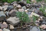 View full-size image genus Mentha