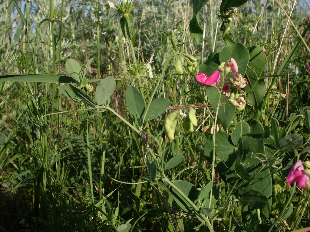 Image of Lathyrus tuberosus specimen.