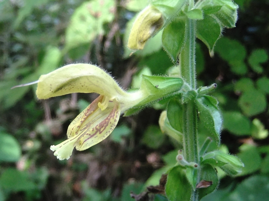 Изображение особи Salvia glutinosa.