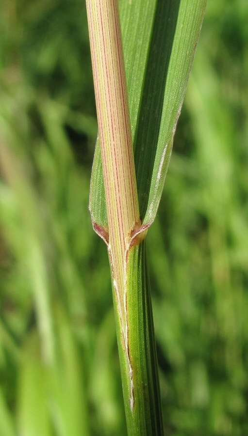 Изображение особи Bromopsis inermis.