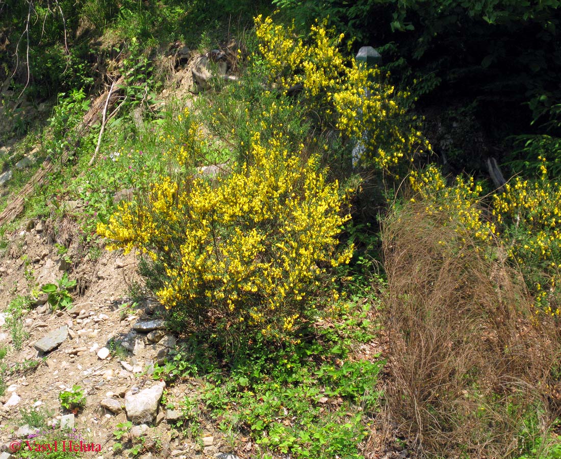 Image of Sarothamnus scoparius specimen.