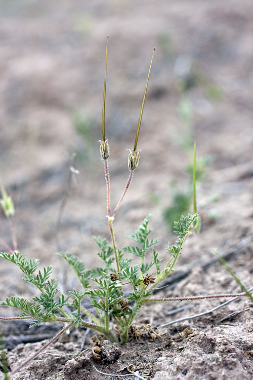 Image of Erodium cicutarium specimen.