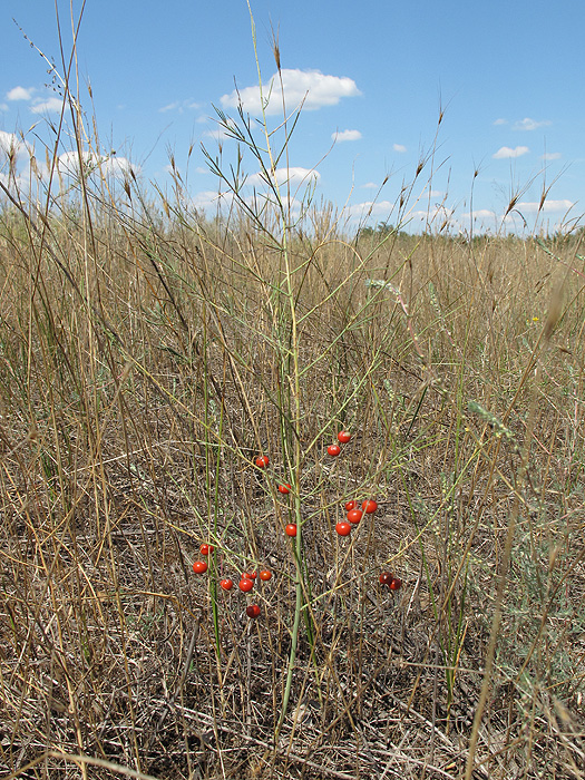 Image of Asparagus officinalis specimen.