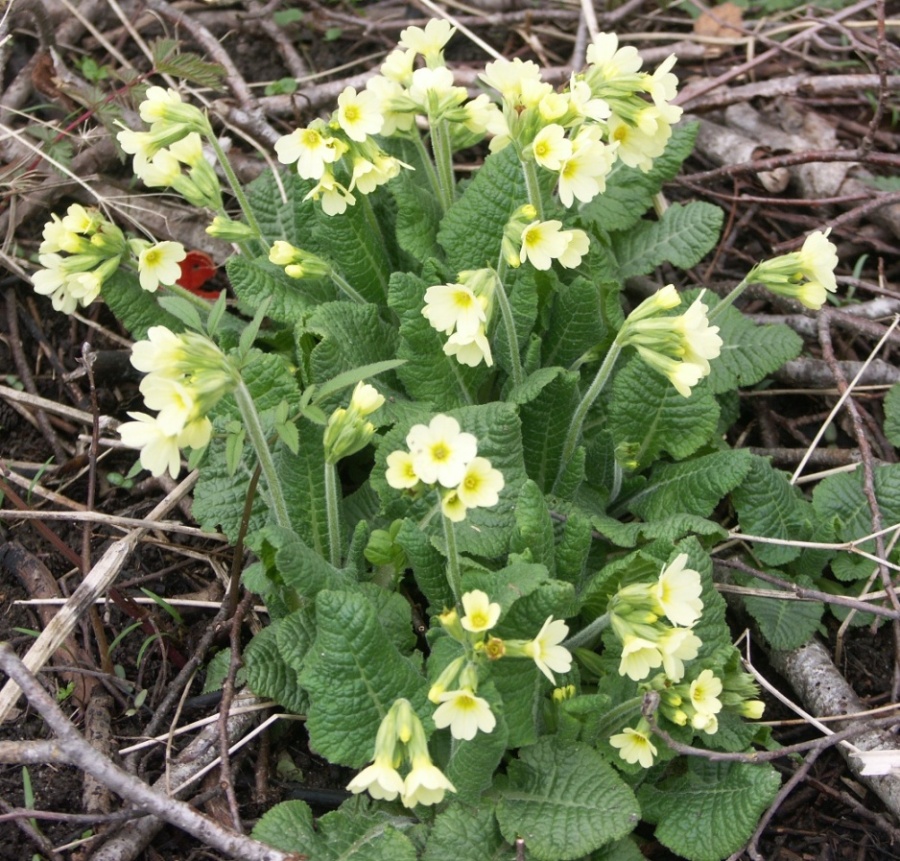 Image of Primula elatior specimen.