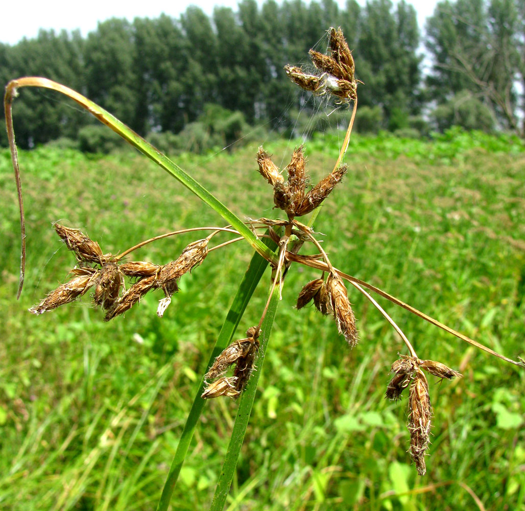 Изображение особи Bolboschoenus glaucus.