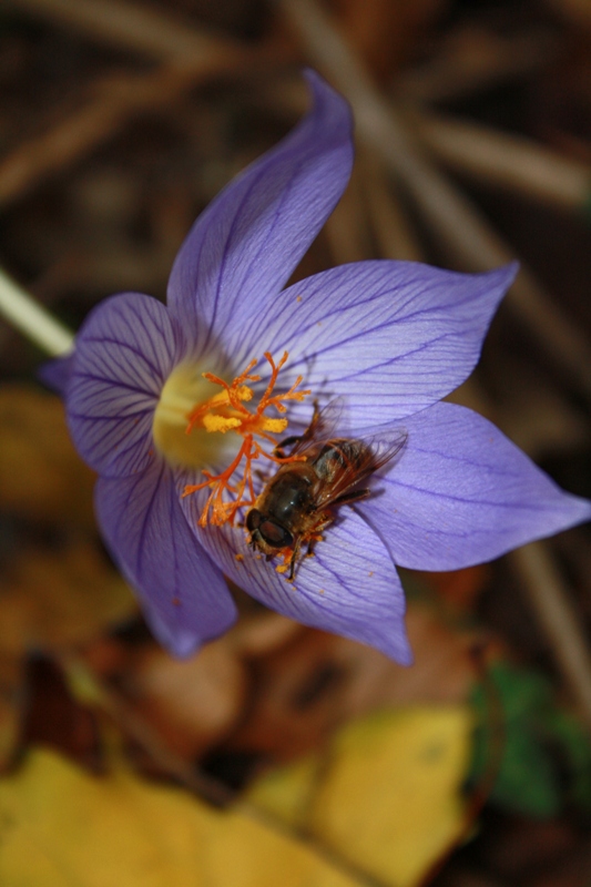 Изображение особи Crocus speciosus.