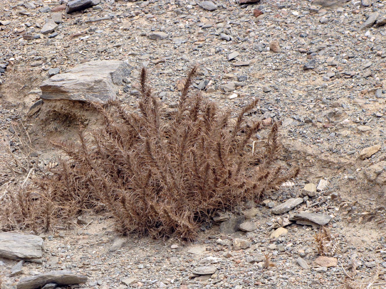 Image of Blepharis attenuata specimen.