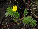 Potentilla pacifica. Цветущее растение на лугу. Приморский край, г. Находка, устье р. Партизанская. 25.05.2012.