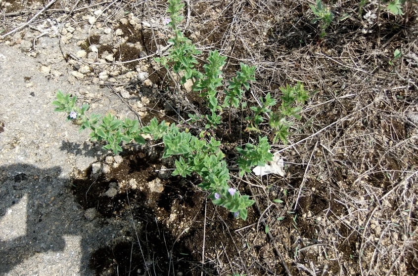 Image of Ziziphora acinos specimen.