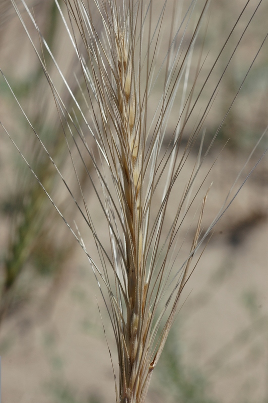 Image of Secale sylvestre specimen.