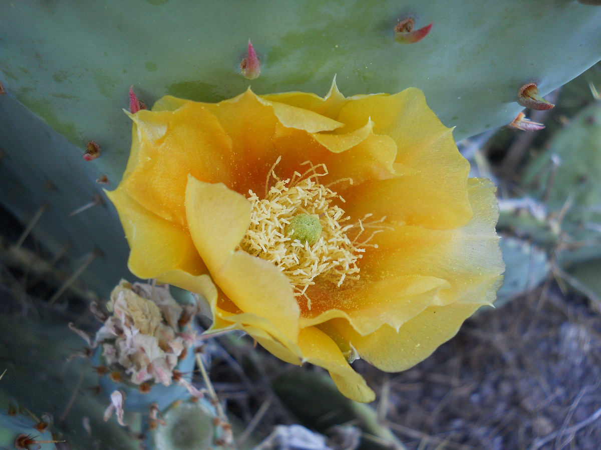 Image of Opuntia engelmannii ssp. lindheimeri specimen.