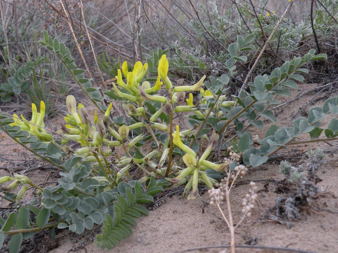 Изображение особи Astragalus altaicola.