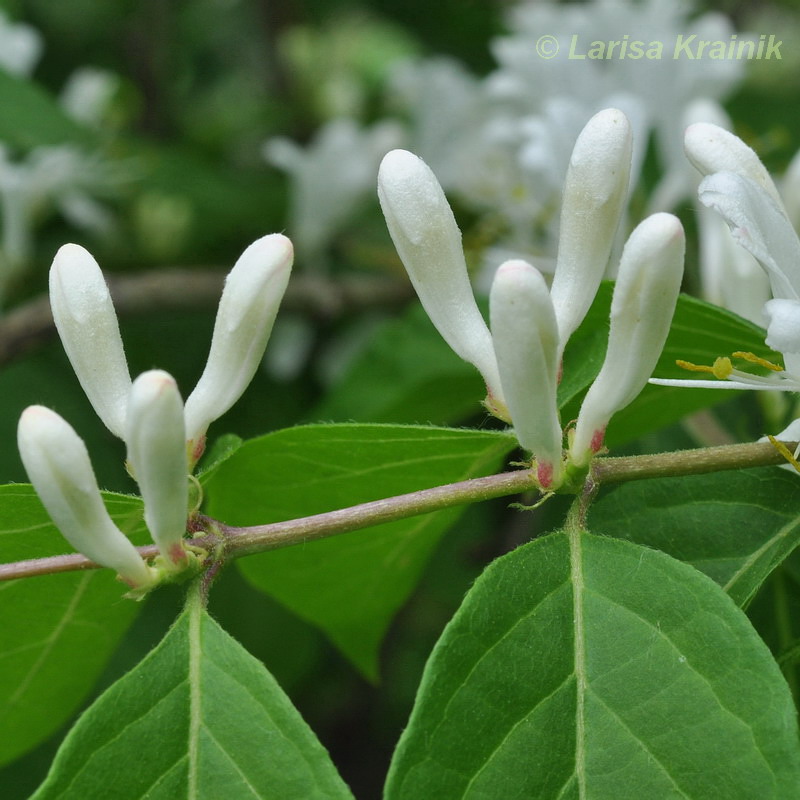 Изображение особи Lonicera maackii.