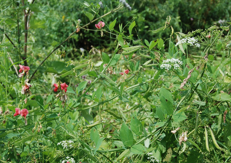 Image of Lathyrus litvinovii specimen.