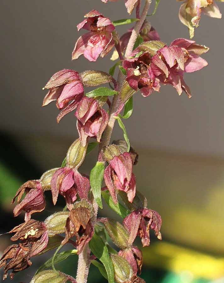 Изображение особи Epipactis helleborine.