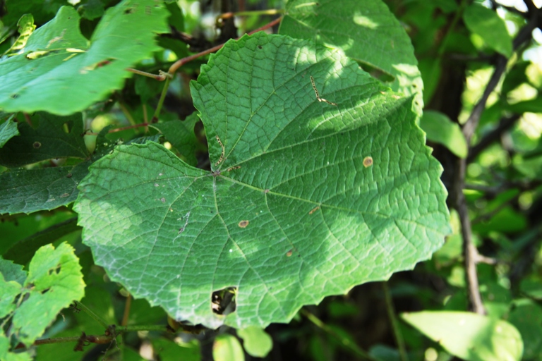 Image of Vitis amurensis specimen.