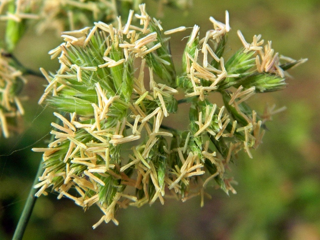 Изображение особи Dactylis glomerata.