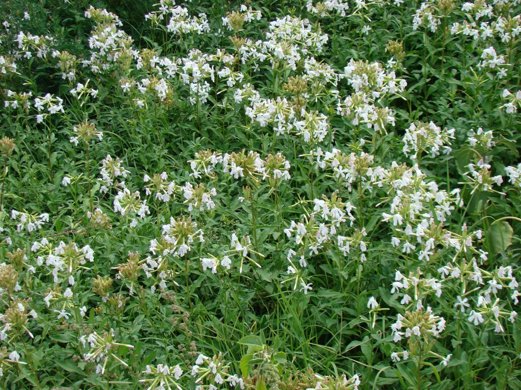 Изображение особи Saponaria officinalis.