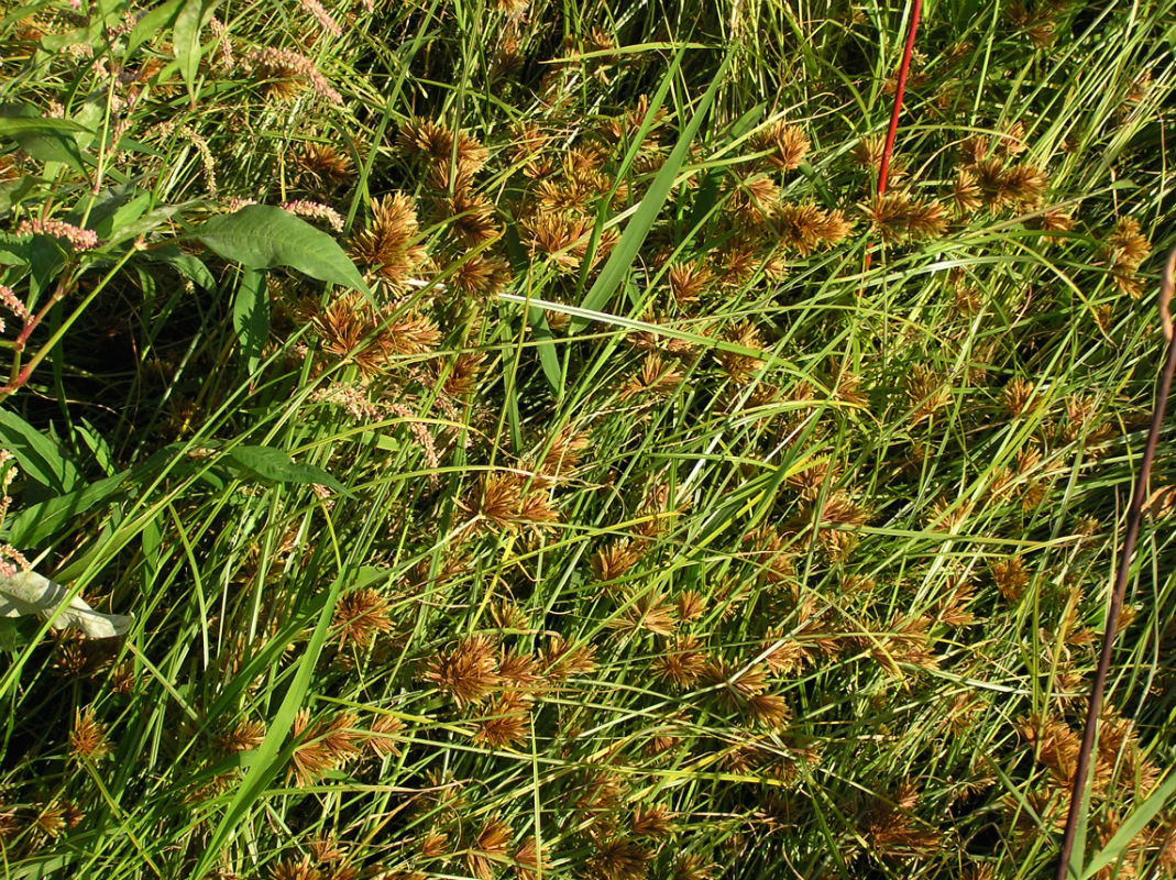 Image of Cyperus glomeratus specimen.