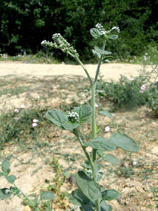 Image of Heliotropium ellipticum specimen.