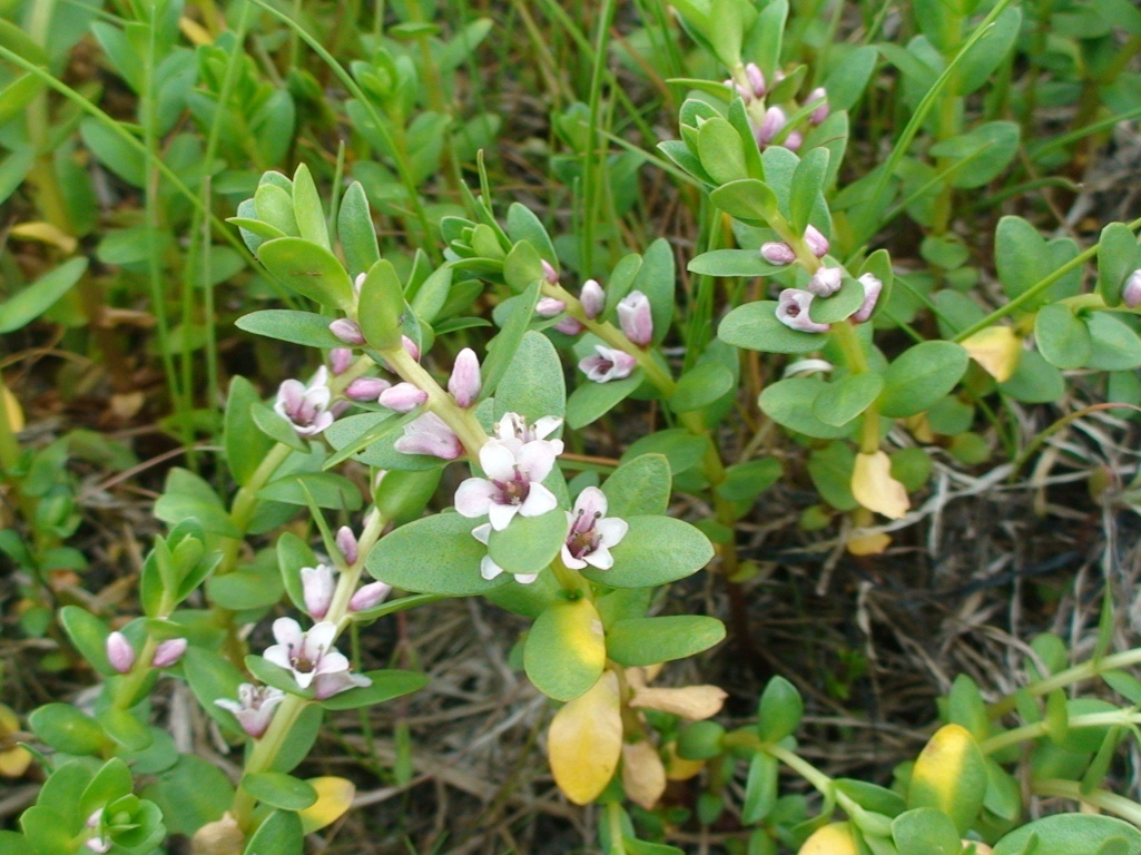 Image of Glaux maritima specimen.