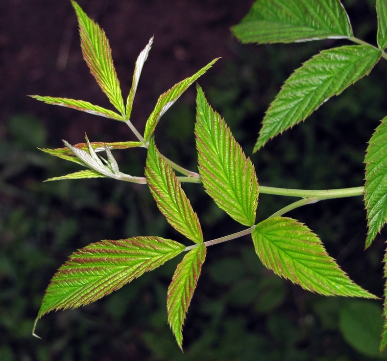 Image of Rubus idaeus specimen.