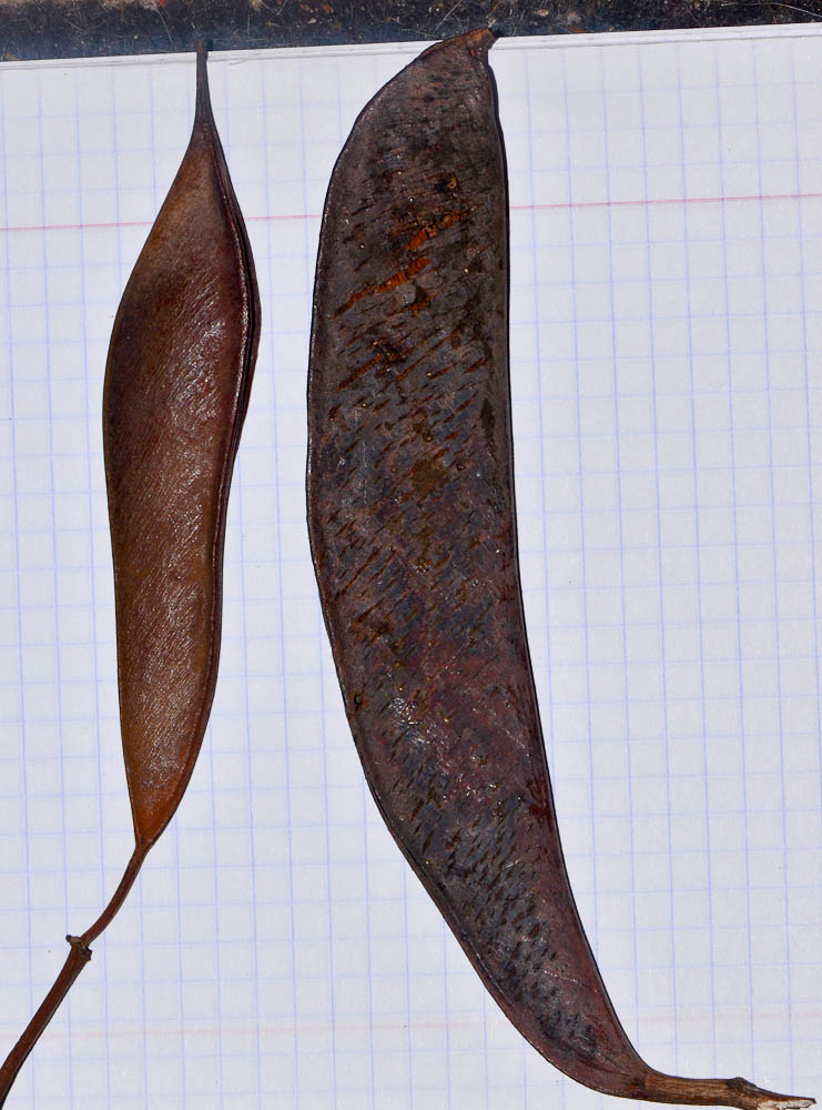 Image of Bauhinia galpinii specimen.