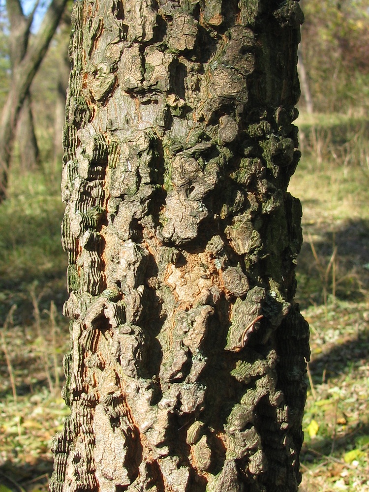 Image of Celtis occidentalis specimen.